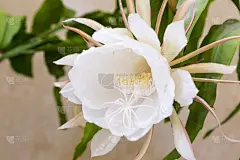 孔雀仙人掌,仙人掌,夜后草,昙花,稀缺,露水,选择对焦,美,留白,芳香的