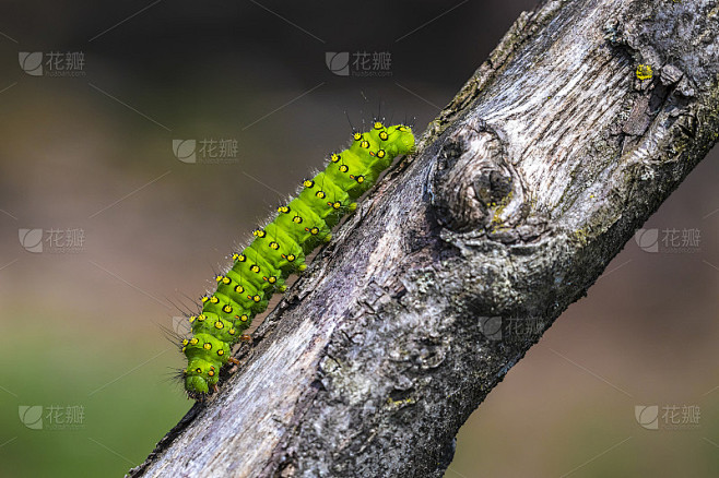 特写的小帝王蛾，农神虫，毛毛虫爬行和吃