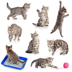 点击来源直接获取大图文件 |各种有趣的猫集合孤立