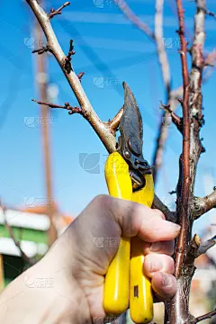 男性在立春前手工修剪果实