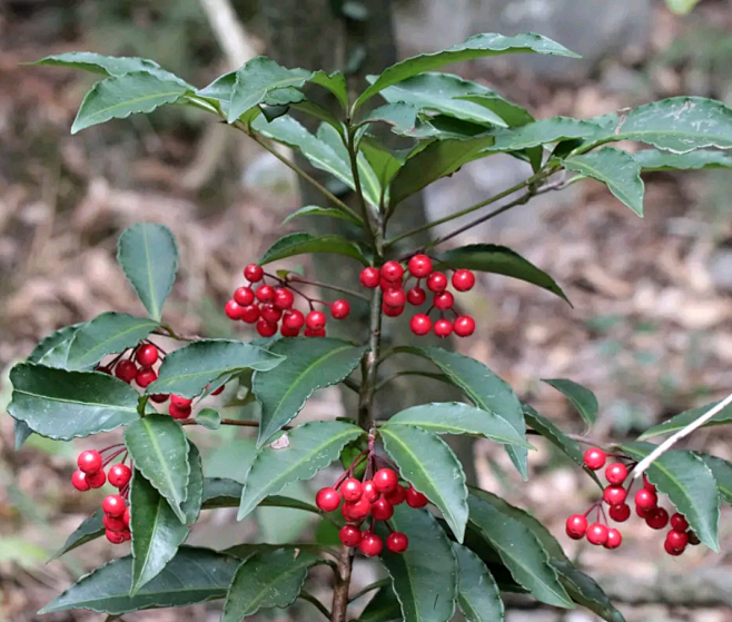 朱砂根,别名:平地木,石青子,珍珠伞