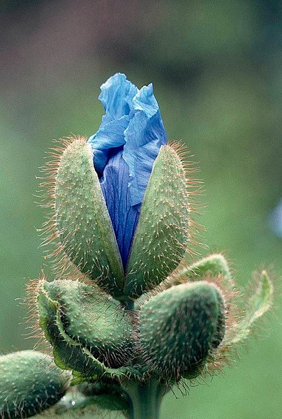 喜马拉雅蓝罂 Meconopsis：生长...