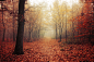 Autumn Walk L. by Zsolt Zsigmond on 500px