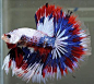 Here's a betta made of pure awesome. | In the water