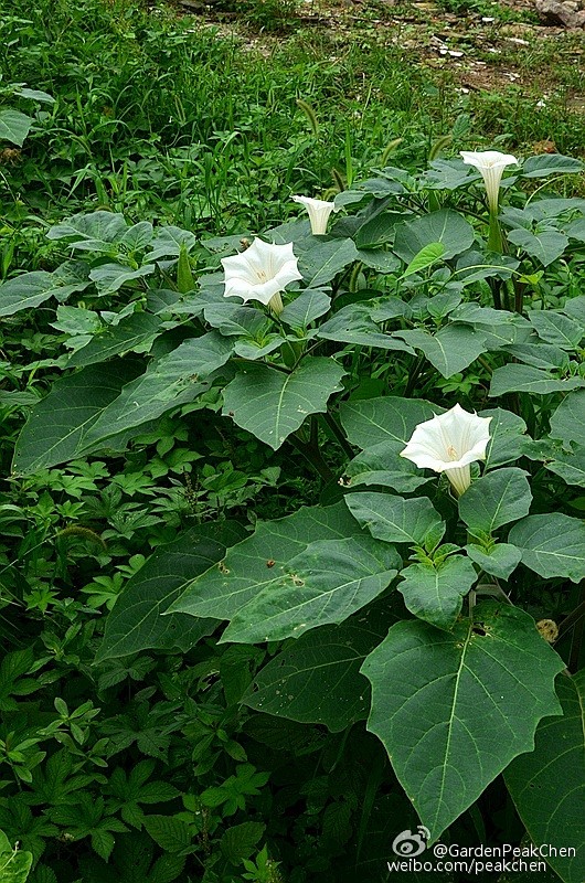 #花信风# 茄科 曼陀罗属 毛曼陀罗（D...