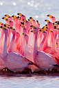 Mating Ritual: James's Flamingo<br/>