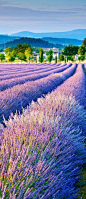 Cinematic Lavender field in Provence, France