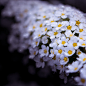 Mini flowers - Prepelita Eduard Ionut
