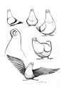 pigeon drawing simple - Google Search