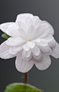Hepatica Nobilis var. japonica "Tougen" -  Japanisches Leberblümchen