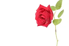 女生节背景，妇女节背景，七夕节背景，鲜花，爱情，情侣，情人节背景，爱情，love，玫瑰花，花朵，红色玫瑰花，818A4687 – 饿狐背景网站-微距高清设计素材免费图片下载海报壁纸摄影背景素材，背景图，背景墙，背景板，背景图片，背景纹理，背景板设计，背景材质，背景大图