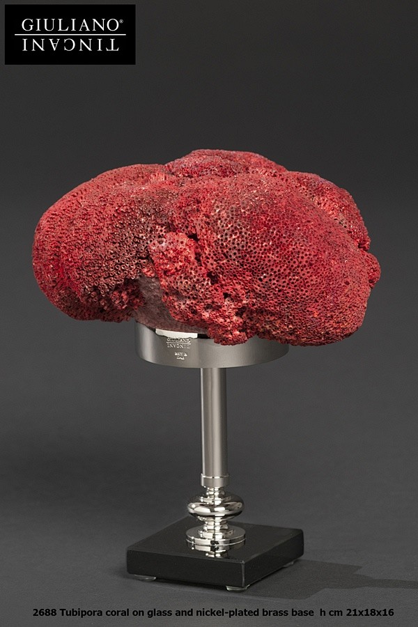 Tubipora-coral-.jpg ...