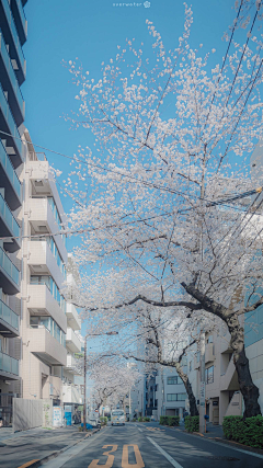 桜の道采集到旅游建筑