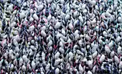 编织 高清壁纸 针织品 模型 毛衣 模式 羊毛 结构 墙纸