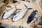 反捕鲸团体称日本在海洋保护区内捕杀4条鲸鱼_资讯频道_凤凰网