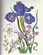 Maria Sibylla Merian - Delphinium spec., Narcissus specl, Iris latifolia (Mil.) Voss, late seventeenth century