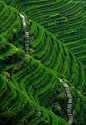 STAIRWAY TO HEAVEN - Longsheng, Guilin County, China
我是柜柜，我的微信号：chihuoguigui