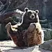 (6) Pinterest