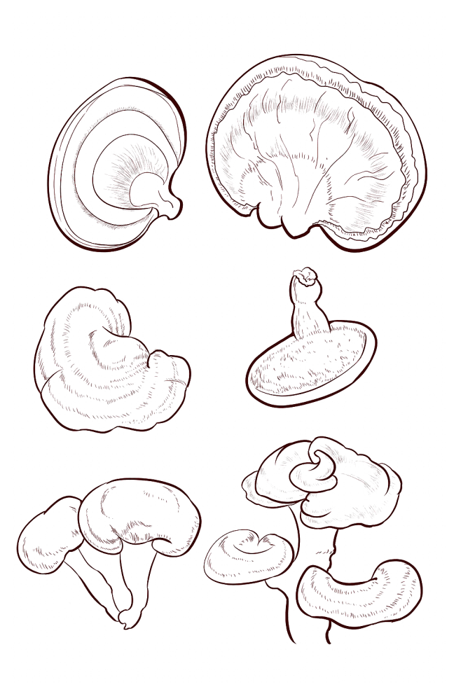 灵芝2