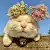猫颜惑众