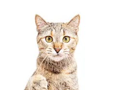 点击来源直接获取大图文件 |可爱的猫的肖像，盯着相机