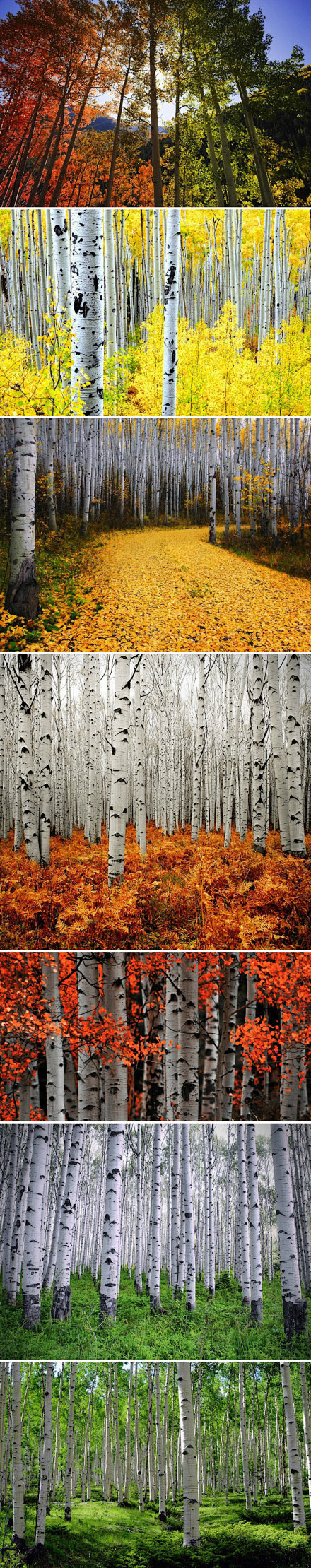 山杨树拥有白色的树干叶子随季节变换五彩颜色在美国科罗拉多阿斯彭