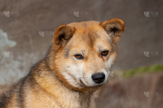 黄狗的动物