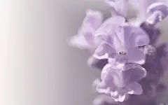 高清薰衣草桌面高清壁纸桌面壁纸2