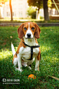 可爱的比格犬坐在绿草上玩球。游戏和遛狗的概念。,Cute beagle dog sitting on green grass with ball. Game and walk dog concept. - 图虫创意-全球领先正版素材库-Adobe Stock中国独家合作伙伴