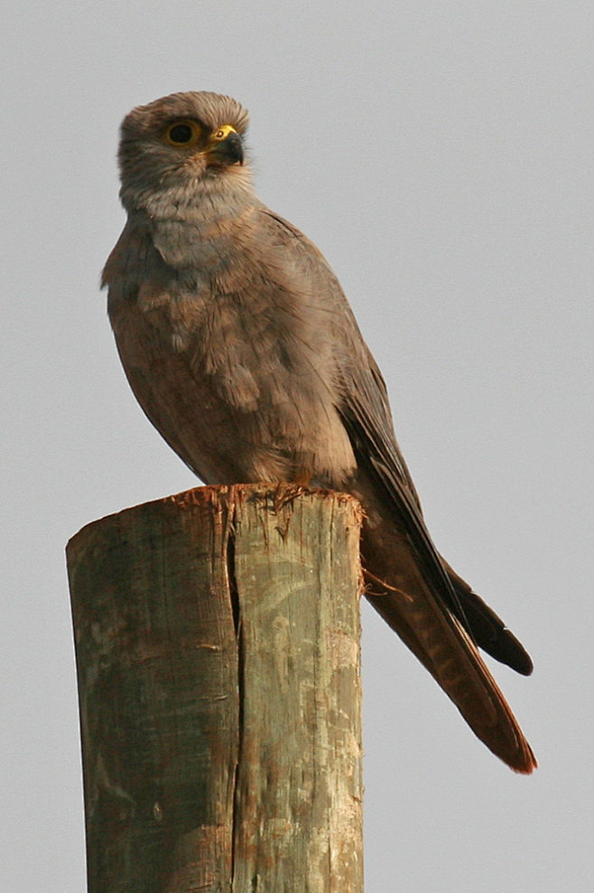 隼形目隼科隼属灰隼