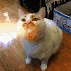 面对猫猫吧采集到猫猫表情包