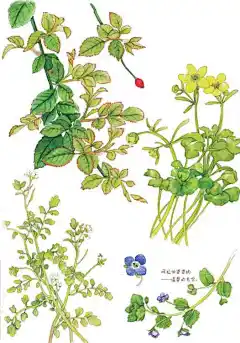 当当阅读器 - 画笔时光：周小兜手绘日记