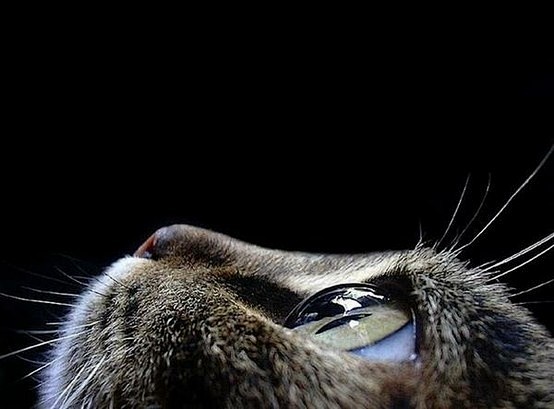 猫眼轮廓