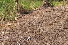 大面积的秸秆，干燥的秸秆，秸秆背景纹理