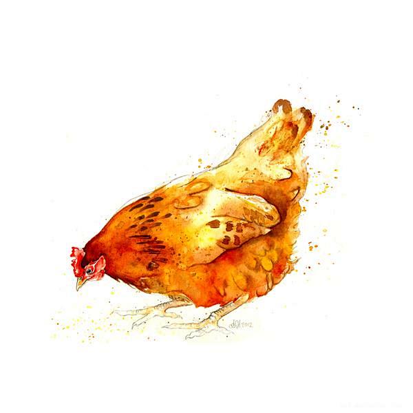 英国鸡系列插画-Amy Holliday...