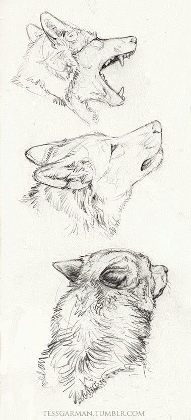 Wolf pencil drawing:...