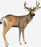 小鹿动物高清素材 动物 小鹿 元素 免抠png 设计图片 免费下载