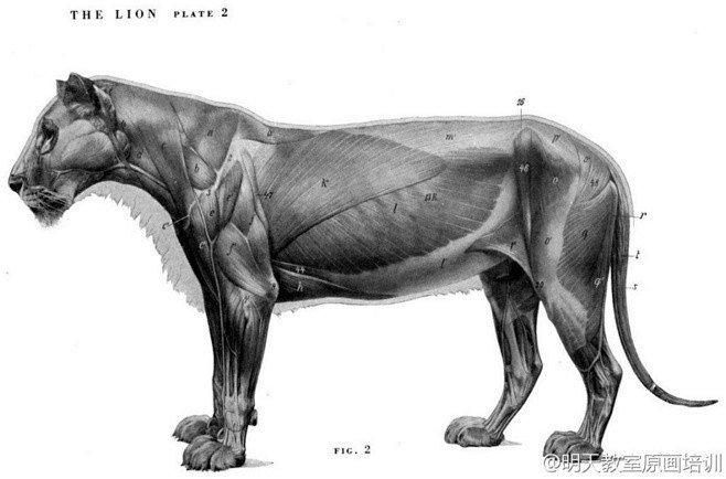 狮子肌肉骨架结构