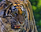 Photograph tiger by Jon B on 500px