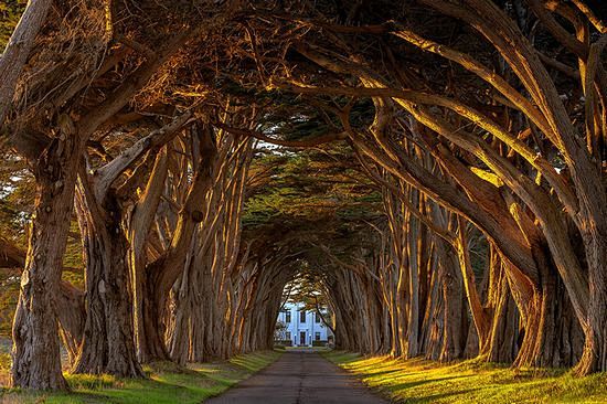 盘点世界上最美的20条树隧道 (18)