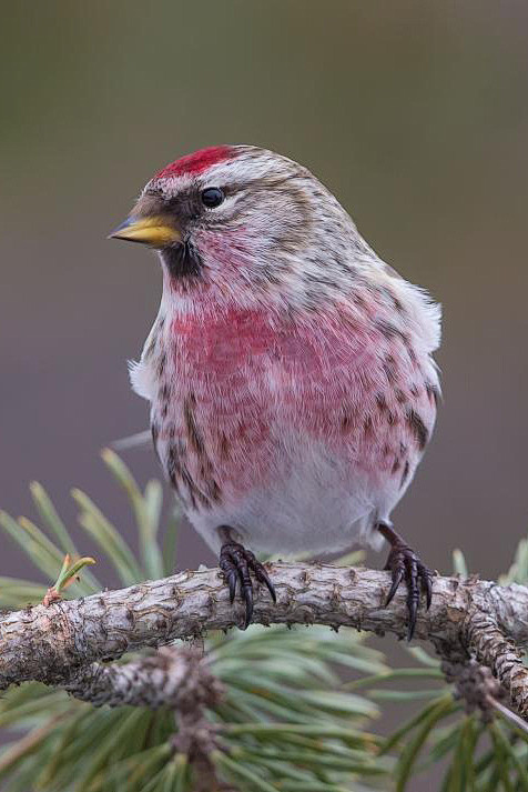 雀形目燕雀科白腰朱顶雀属白腰朱顶雀
