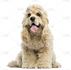 英国小猎犬,气促,正面视角,小狗,6到7个月,分离着色,白色,平衡折角灯,查理王小猎犬,口络
