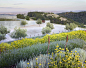 美国law酒庄景观设计 by Lutsko Associates Landscape-mooool设计