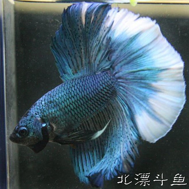 北漂斗鱼【MXF已预订】土耳其绿蝶翼龙鳞...