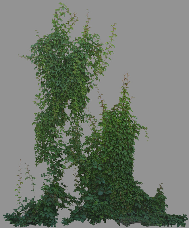 plant005.jpg