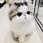 超可爱的小奶猫 图片来源于秀美图：http://www.xiumeitu.net/