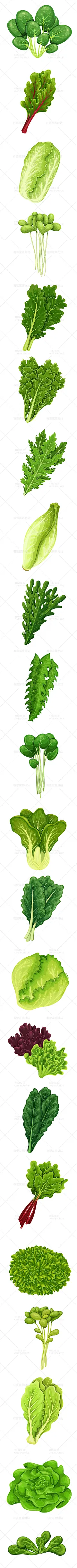 卡通手绘绿叶生菜白菜青菜绿色蔬菜植物图标插画AI矢量设计素材-淘宝网