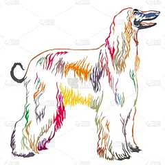绘画插图,多色的,灰猎犬,矢量,阿富汗猎犬,注视镜头,华丽的,纯种犬,背景分离,站