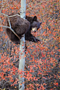 Bear-ly hanging on     Photo by Mike Clark