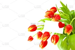 郁金香,色彩鲜艳,春天,自然,贺卡,水平画幅,无人,符号,白色背景,背景分离